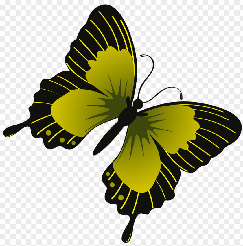 Beautiful Butterfly Collection Monarch Pieridae Clip Art PNG