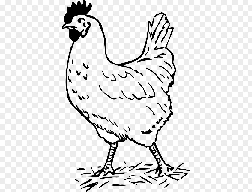 Chicken Clip Art Rooster Image Openclipart PNG