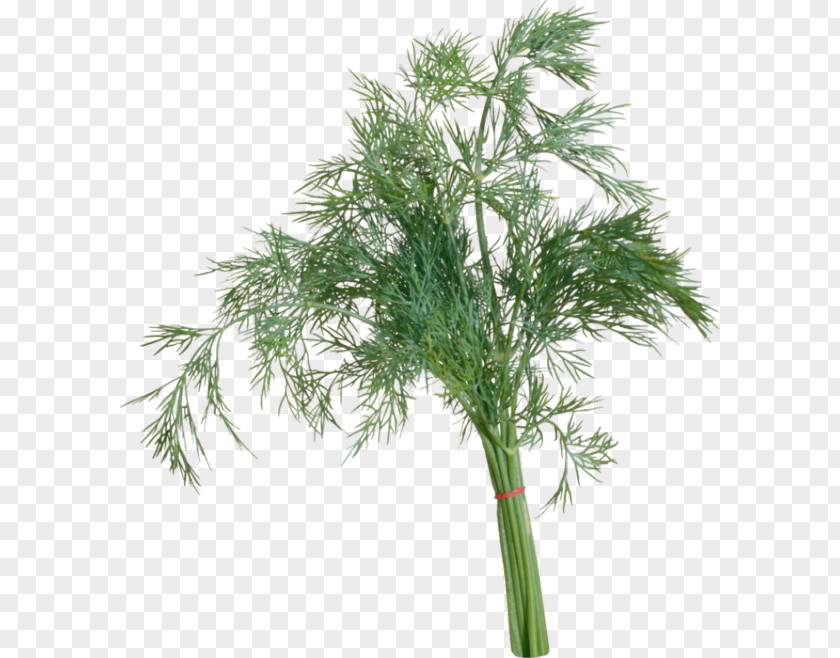 Dill Herb Vegetable Clip Art PNG