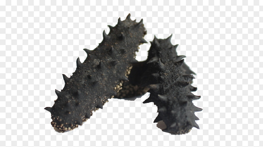 Dried Sea Cucumber As Food Computer File PNG