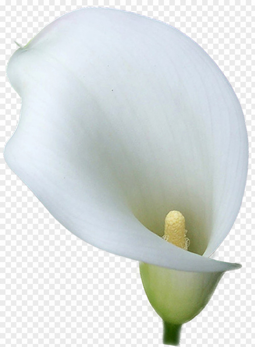 Flower Arum-lily Arum Lilies PNG
