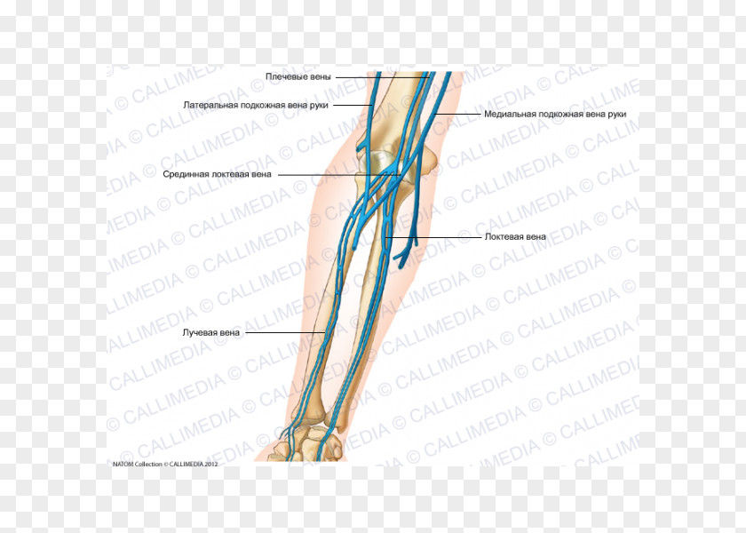 Hand Thumb Elbow Forearm Vein Artery PNG