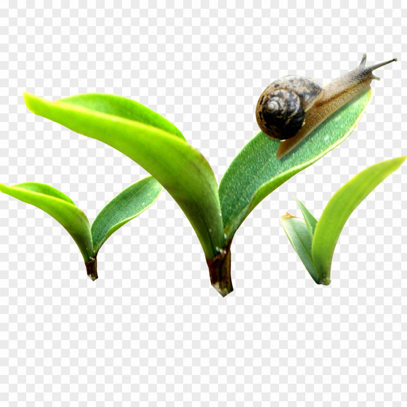 Snails Template Bud PNG