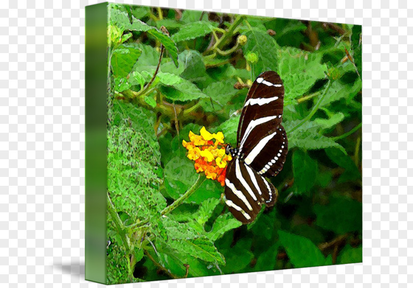 Glossy Butterflys Nymphalidae Butterfly Moth Fauna Animal PNG