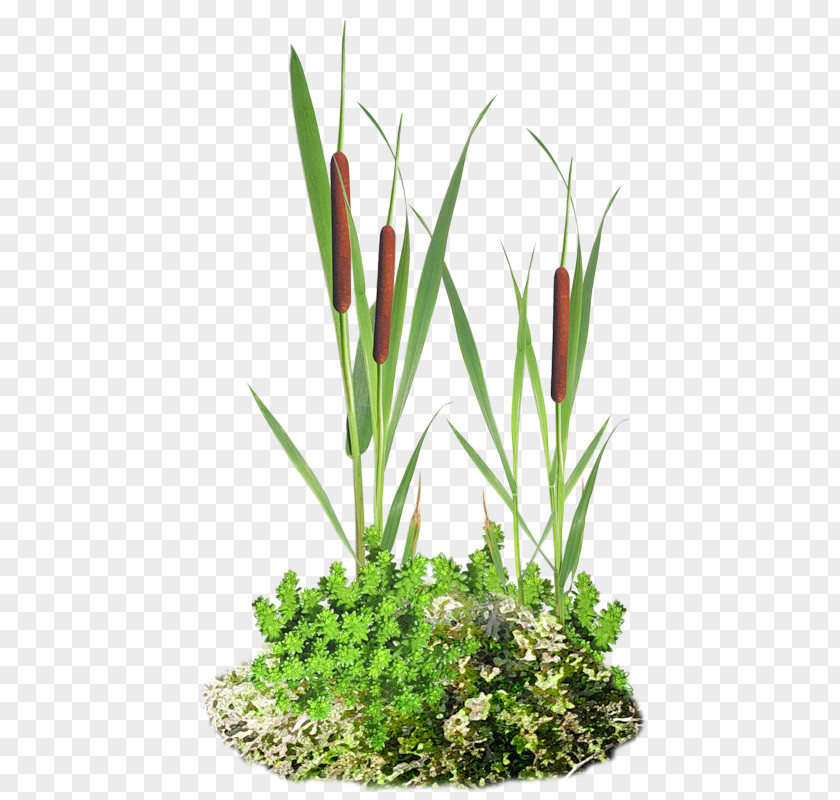 Roseau Herbaceous Plant Blog Floral Design Clip Art PNG