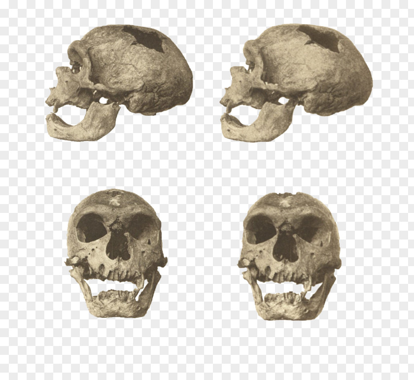 RULES SKULL Neanderthal Skhul And Qafzeh Hominins Homo Sapiens La Chapelle-aux-Saints 1 PNG