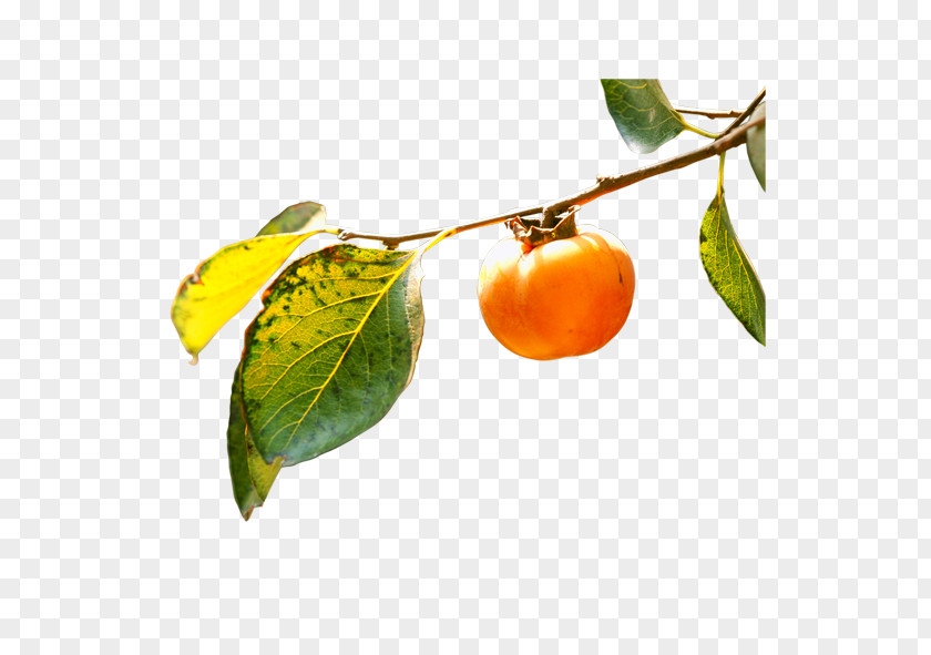 The Branches Persimmon Branch Fruit Leaf PNG