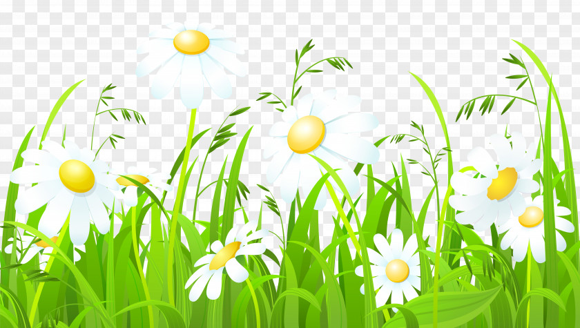 Chamomile Common Daisy Clip Art PNG