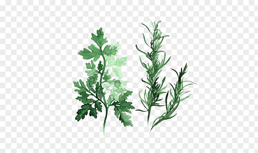 Green Leaves Herb Watercolor Painting Parsley Art PNG