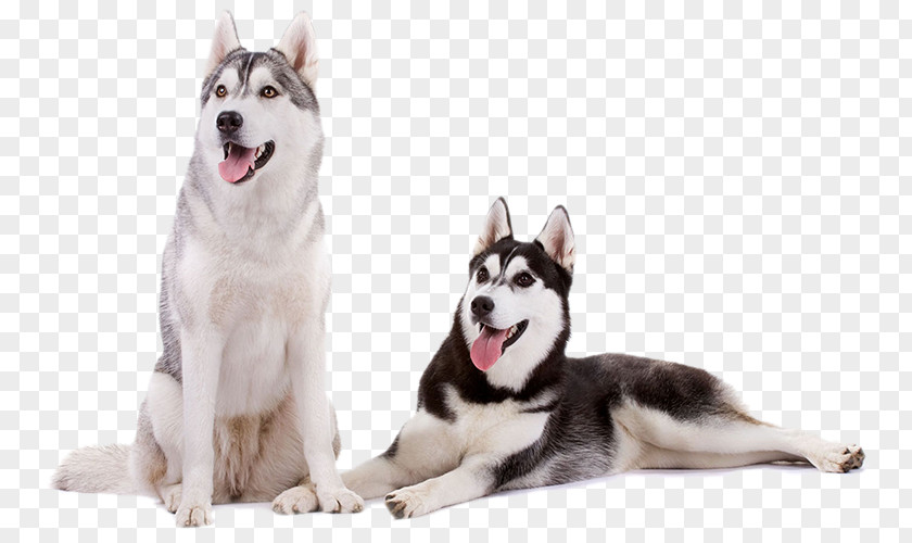 Husky Miniature Siberian Tamaskan Dog Canadian Eskimo Seppala Sleddog Alaskan Malamute PNG