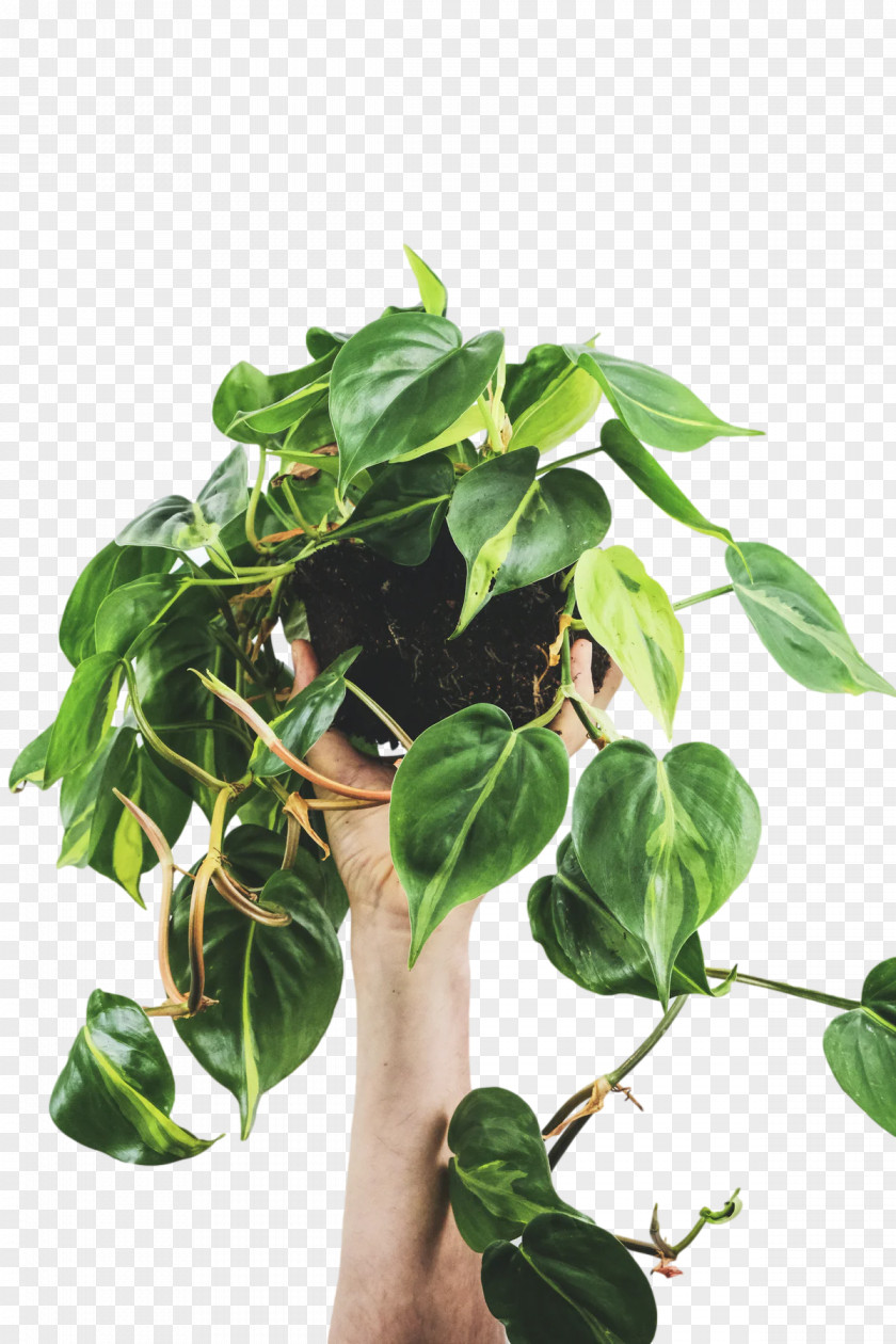 Leaf Flowerpot Houseplant Herb Biology PNG