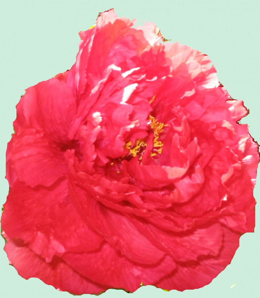 Peony Centifolia Roses Garden Carnation Cut Flowers PNG