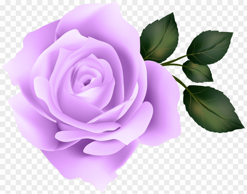 Purple Rose Clip Art Image Yellow PNG