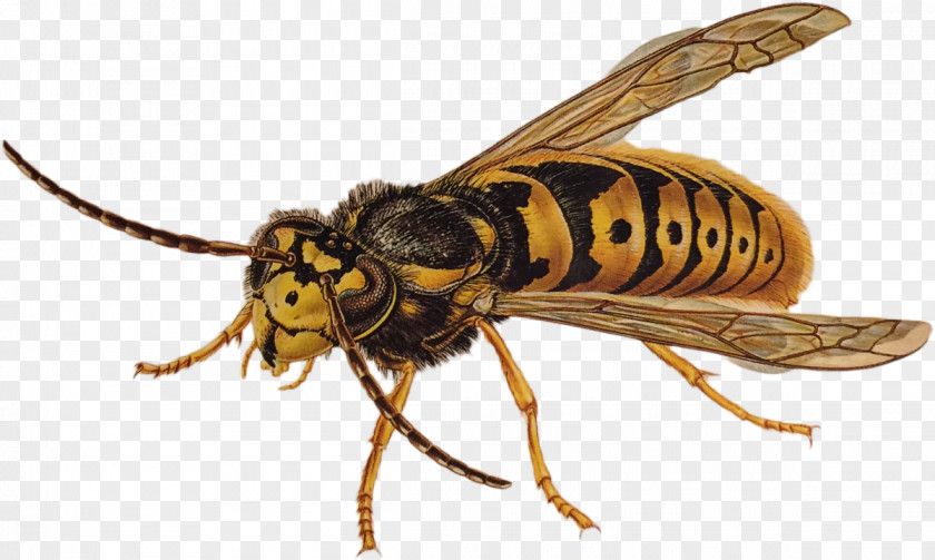 Wasp Characteristics Of Common Wasps And Bees Insect Pest PNG