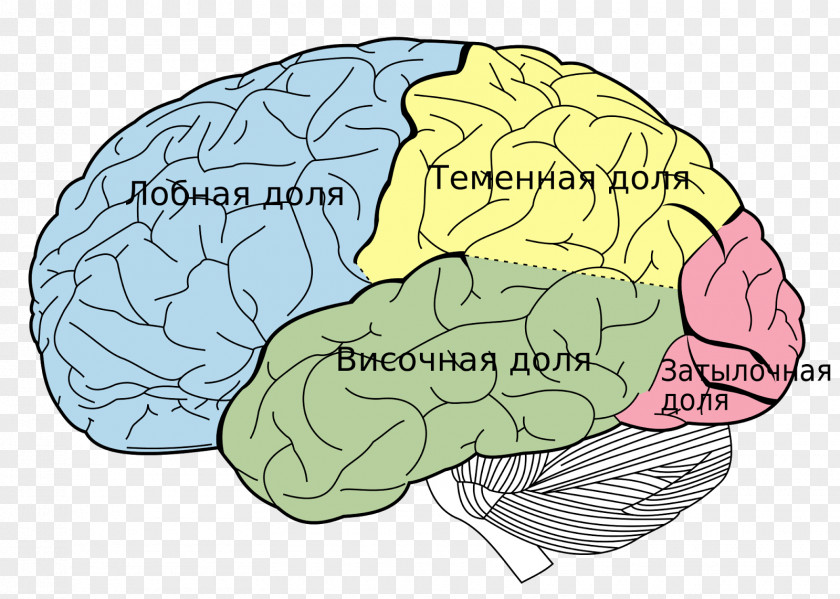 Brain Lobes Of The Frontal Lobe Human Cerebral Cortex PNG