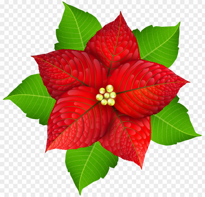 Christmas Poinsettia Flower Clip Art PNG