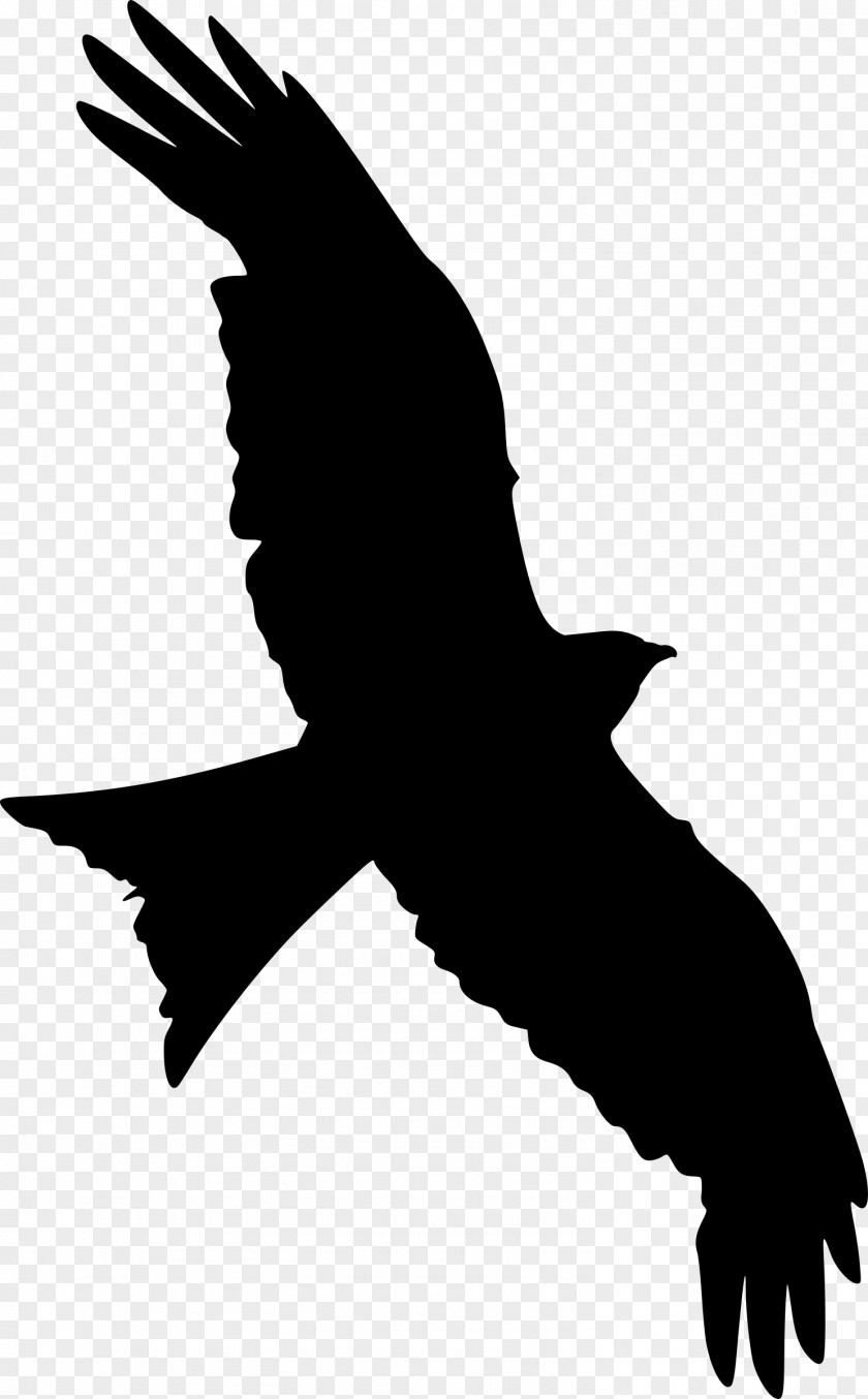 Flying Birds Silhouette Clip Art Falcon Vector Graphics PNG