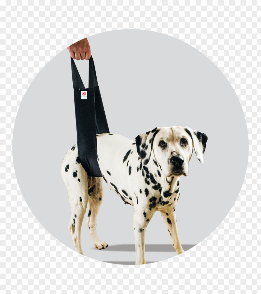 Helping Hand Dalmatian Dog Scandi Orthopedic AB Non-sporting Group Breed Vertebral Column PNG