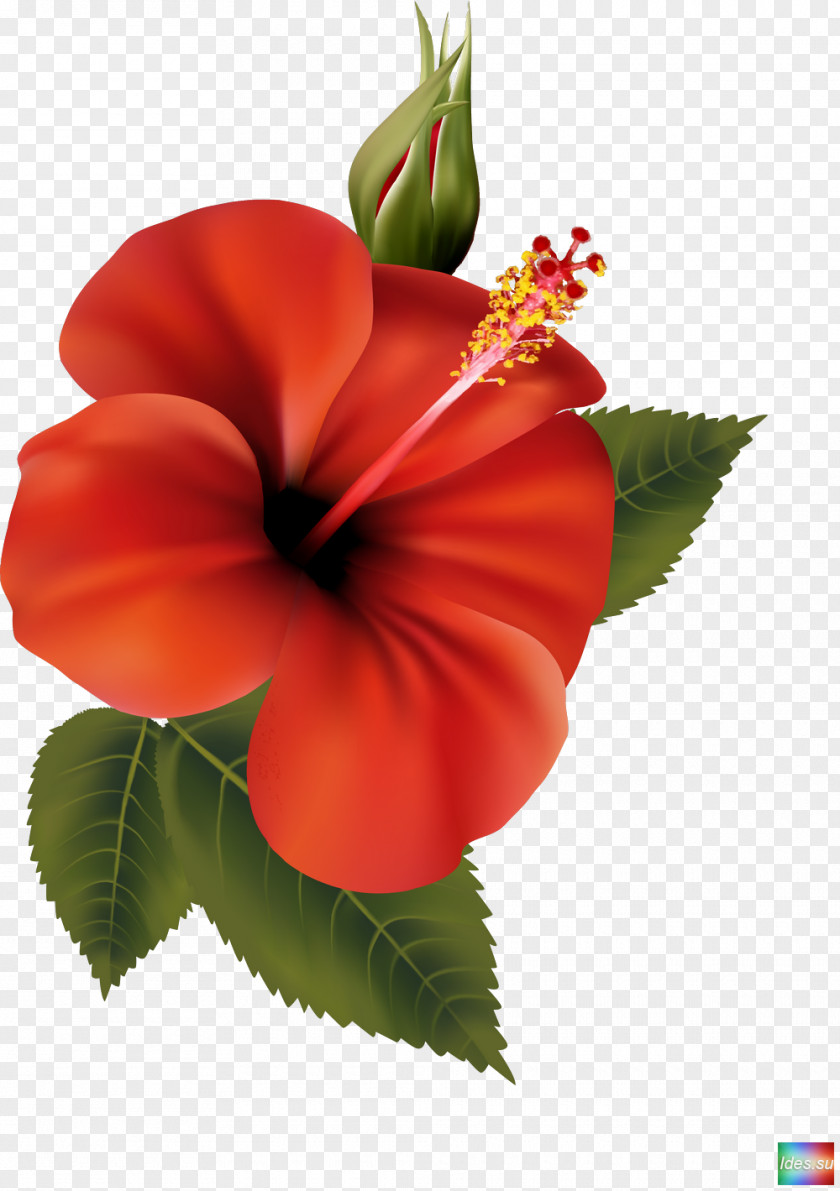 Hibiscus Flower PNG