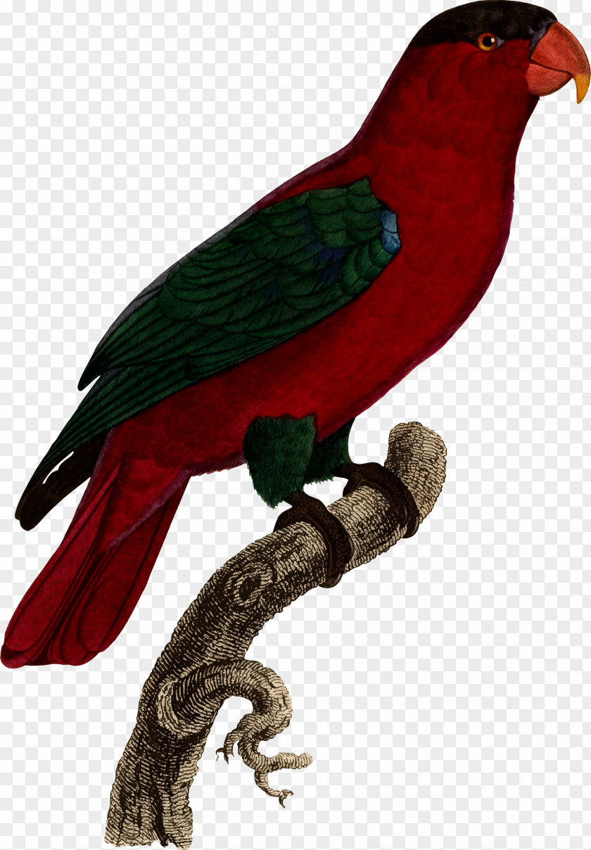 Parrot Budgerigar Loriini Grey PNG