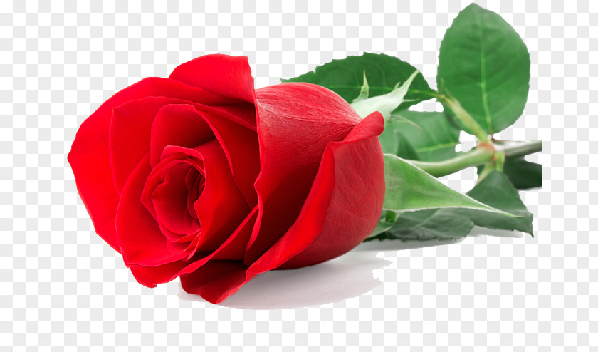 Single Red Rose Stock Photography Flower PNG