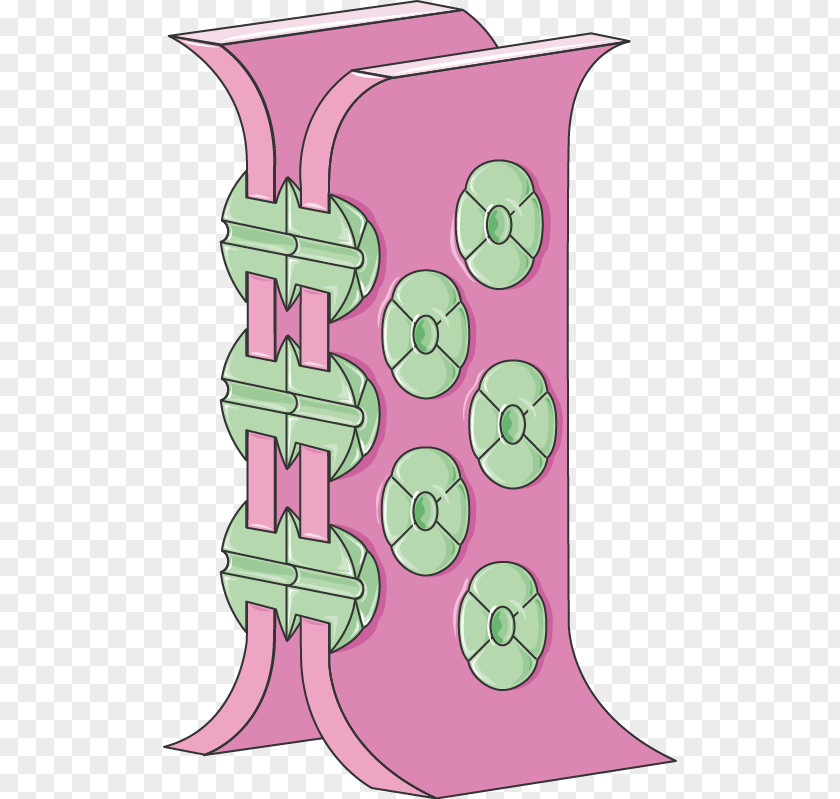 Stratified Squamous Epithelium Tissue Gap Junction Endothelium Biology PNG