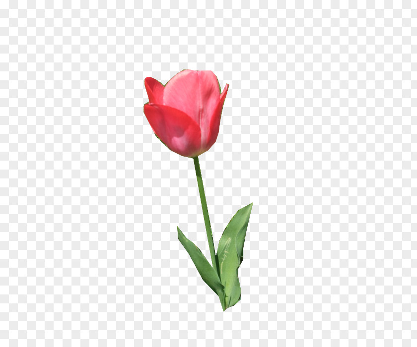 Tulip Cut Flowers Plant Stem Bud Rose PNG
