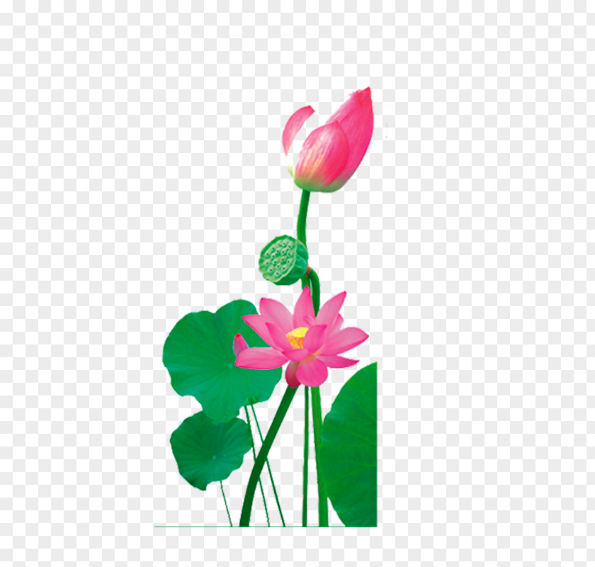 Creative Flower,Lotus Nelumbo Nucifera Illustration PNG