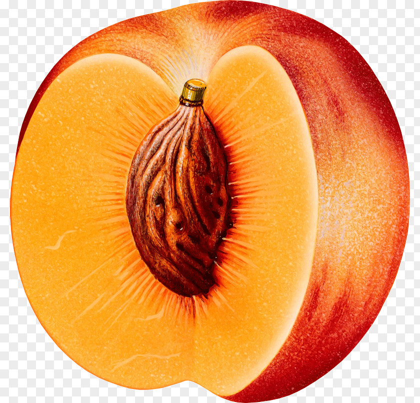 Peach Fruit Clip Art PNG