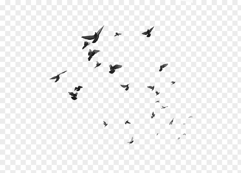 Bird Flight Swallow PNG