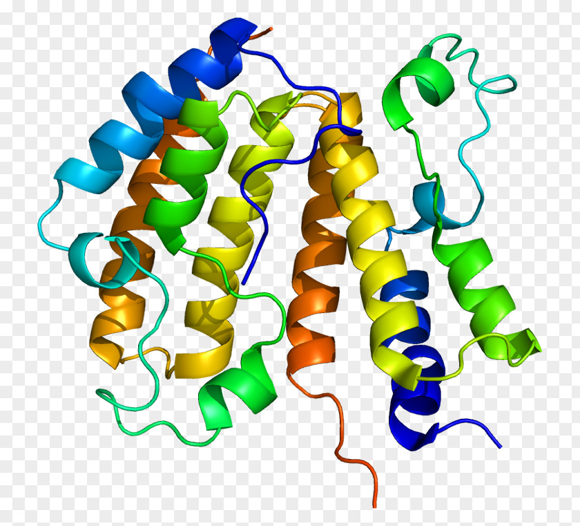 Bromodomain-containing Protein 3 BRD2 BRDT BRD4 PNG