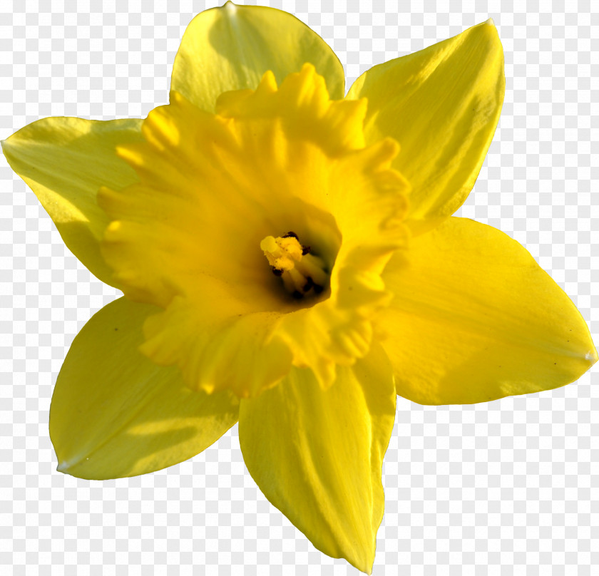 Daffodil Images Clip Art PNG