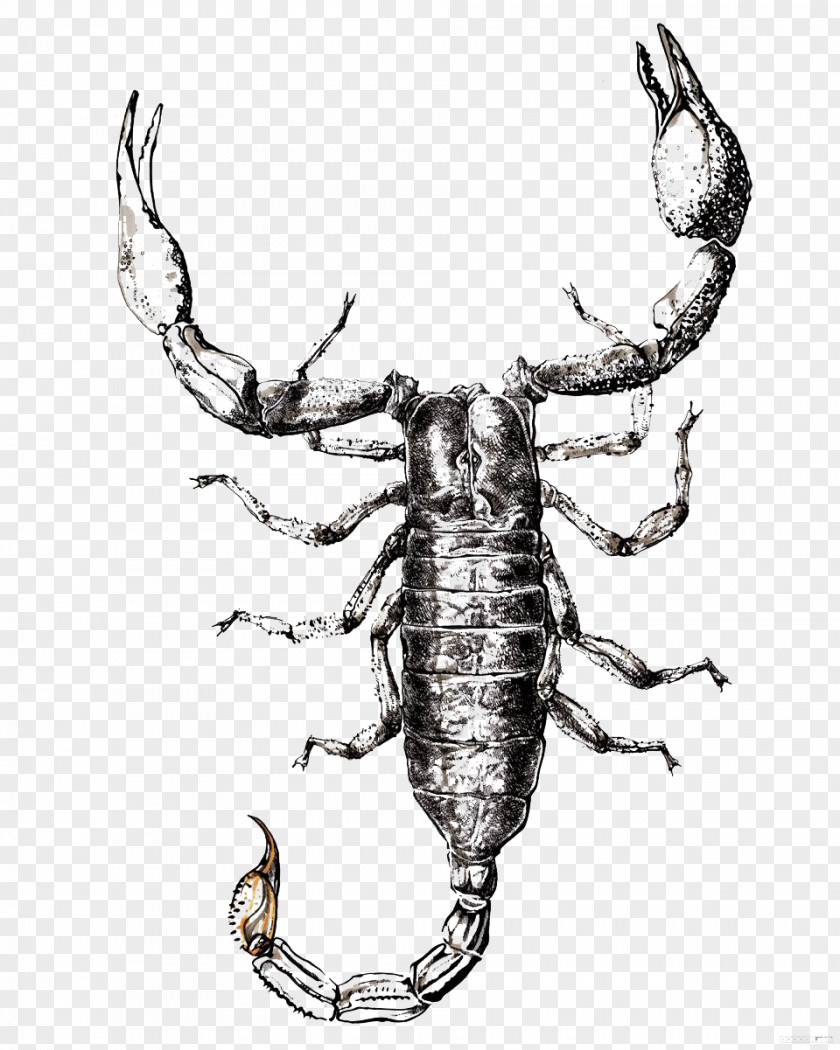 Simple Lobster Sketch Illustrator Drawing Painting Illustration PNG