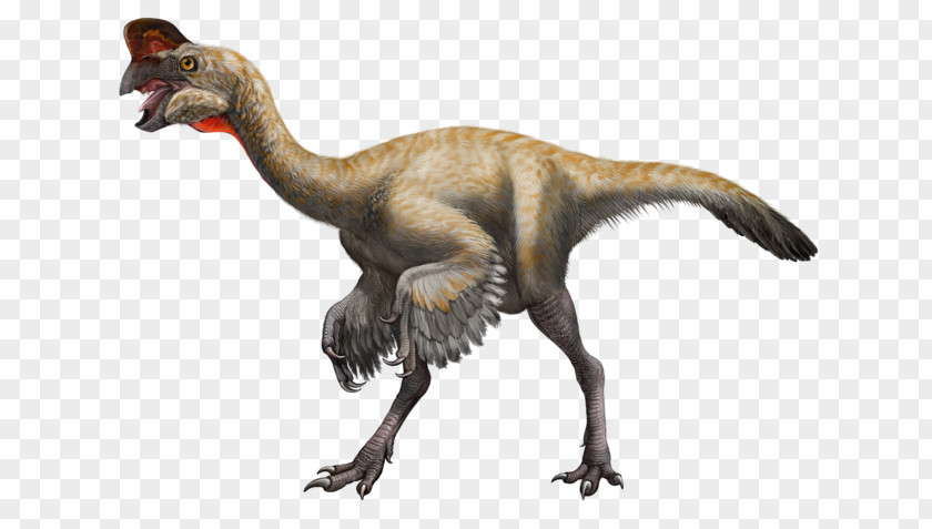 Dinosaurs Velociraptor Struthiomimus Oviraptor Styracosaurus Muttaburrasaurus PNG