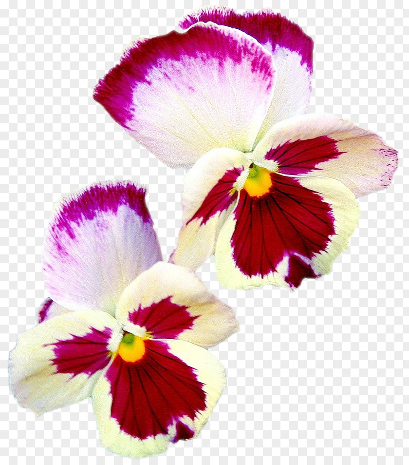 Pansy Moth Orchids Magenta Annual Plant Petal PNG
