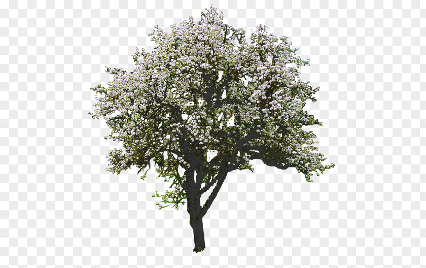 Aquarel Tree Magnolia Rendering PNG