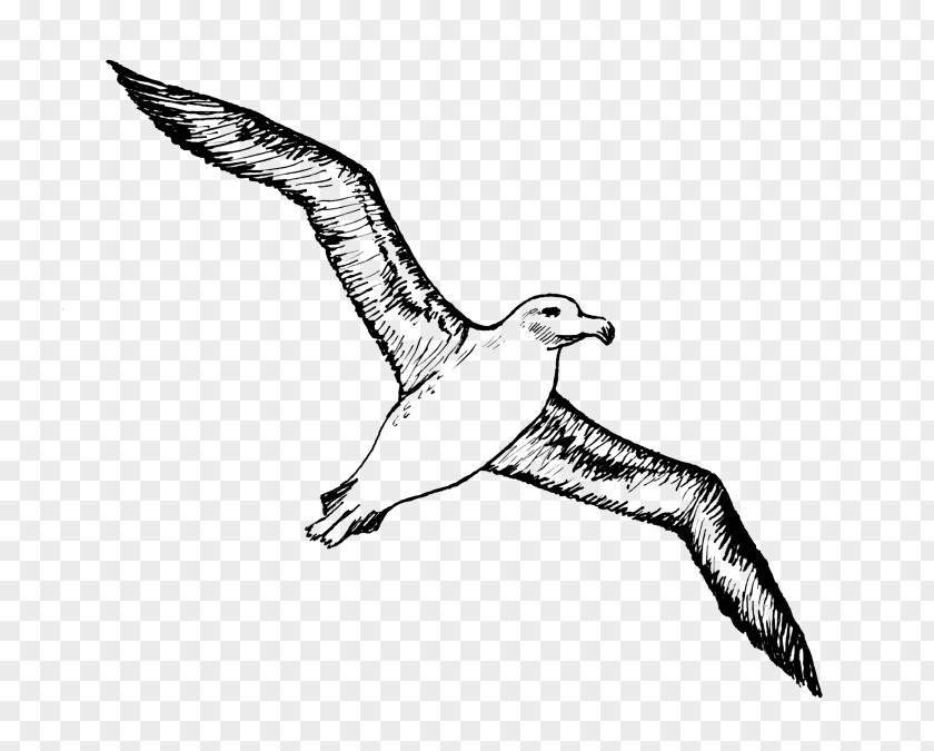 Bird Albatross Clip Art Drawing Vector Graphics PNG