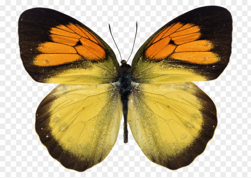 Butterfly Monarch Insect Yellow Orange PNG