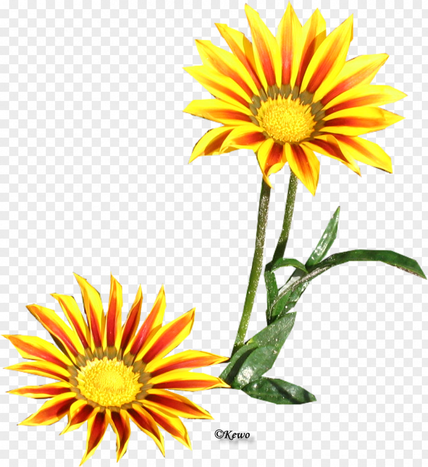 Chrysanthemum Common Daisy Oxeye Family Sunflower Seed PNG