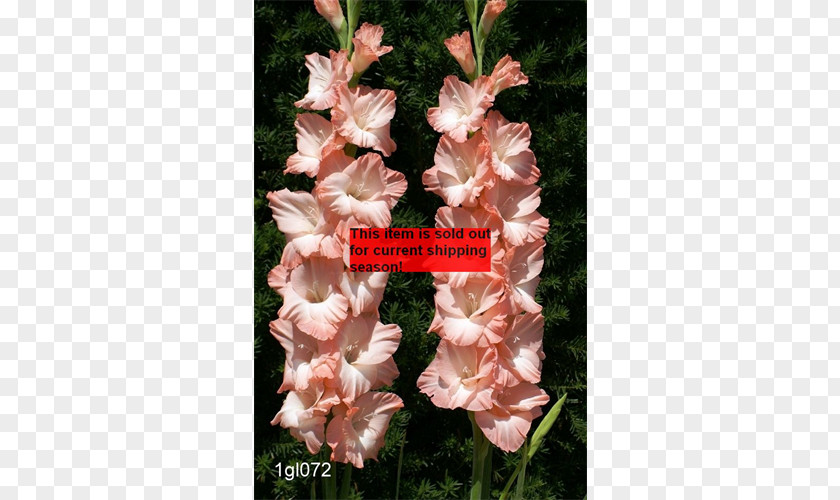 Gladiolus Pink Rose Birth Flower Iris Family PNG