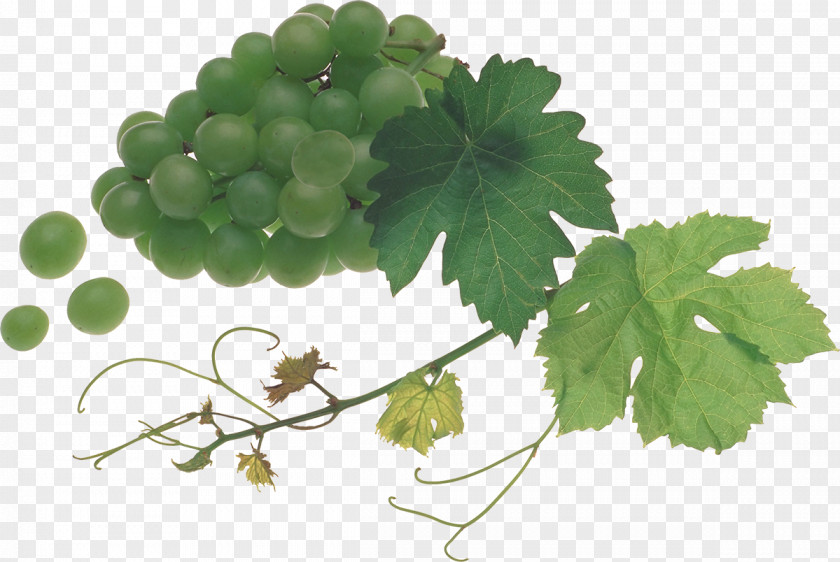 Grapes Grapevines Food Fruit PNG