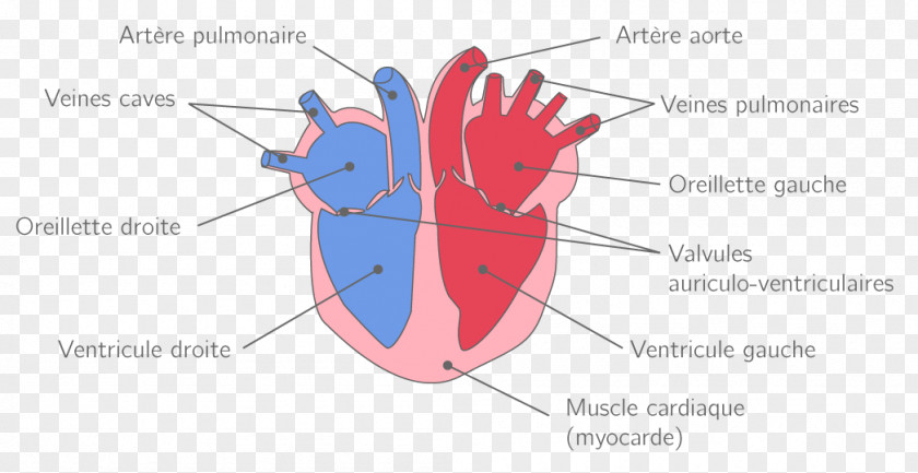 Heart Jaw Clip Art PNG