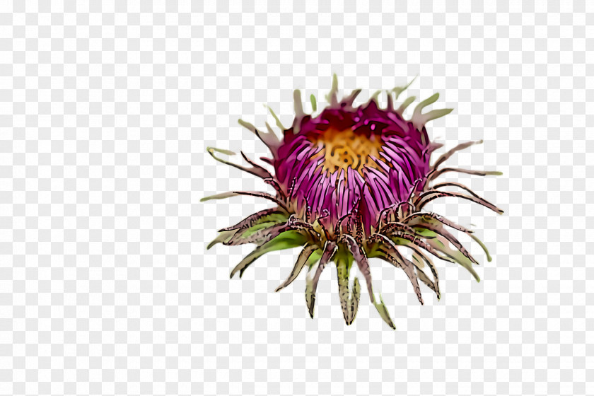 Passion Flower Aster Plant Thistle China Wildflower PNG