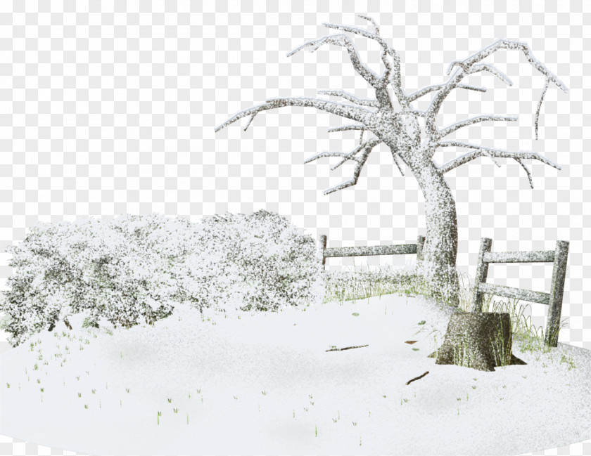 Snow Branch Stumps Photography Winter PNG