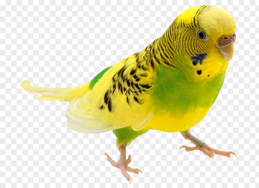 Zoo Background Budgerigar Parrot Bird Stock Photography Parakeet PNG