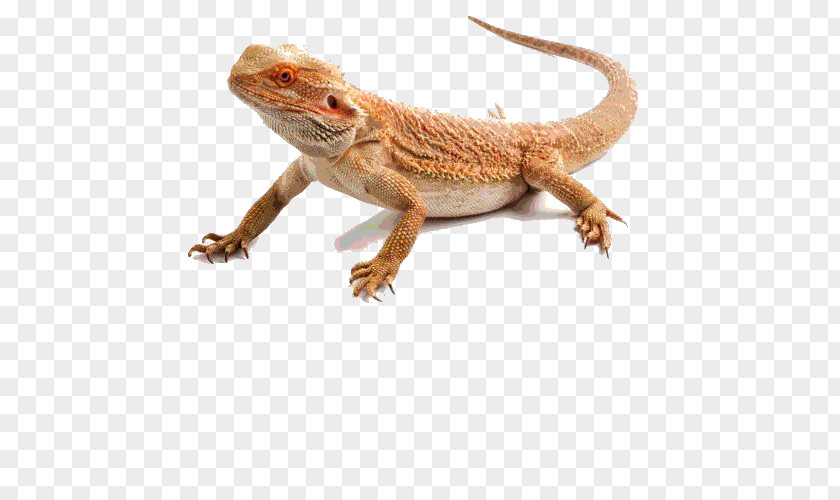 Bearded Dragon Reptile Lizard Central Agama Common Iguanas PNG
