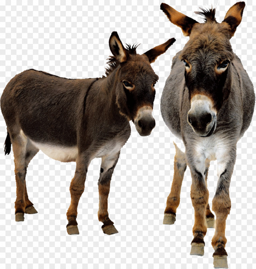 Donkey Animated Film PNG