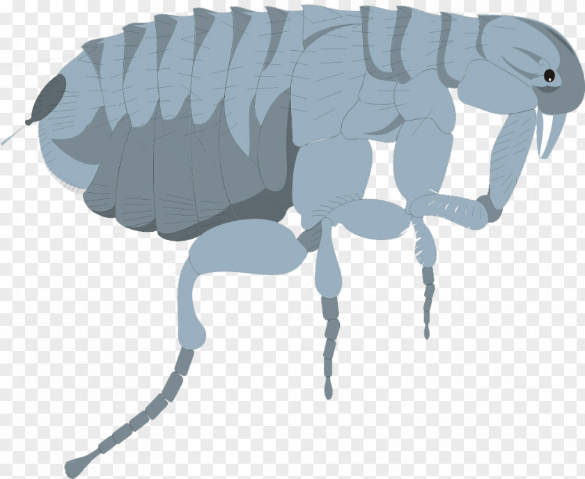 Flea Painting Insect Dog Mosquito Cockroach PNG