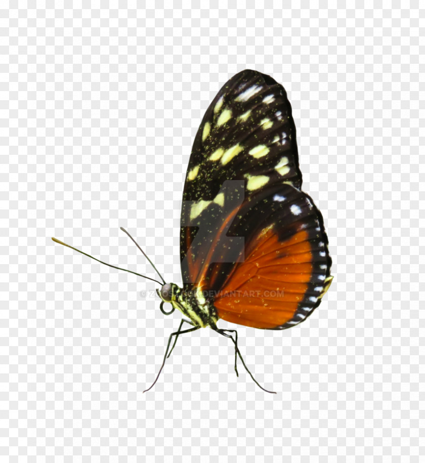 Insect Monarch Butterfly Gossamer-winged Butterflies Pieridae Image PNG