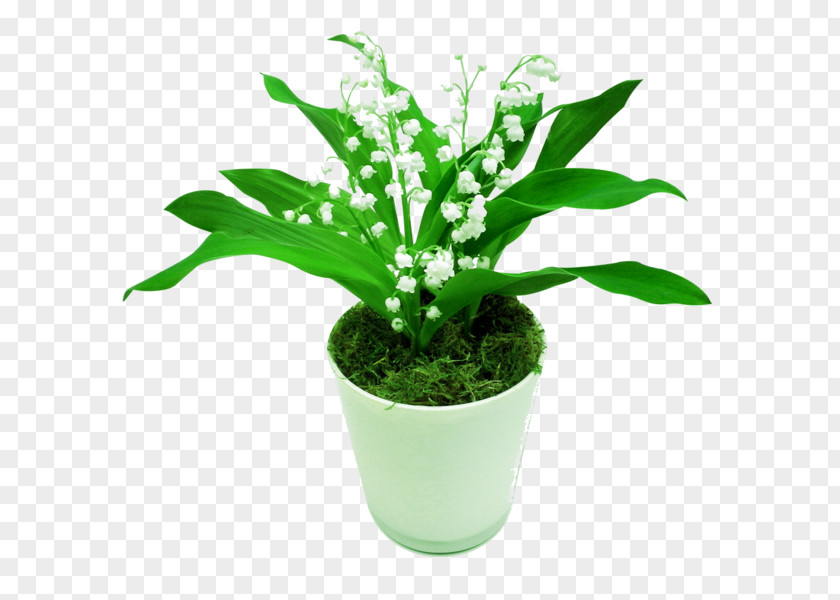 Lily Of The Valley Plant Vine Flower Cutting PNG